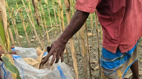 Farmers Bagging Harvested Corn In Field Dry Maize Packaging Medium Shot Stock Footage 343292330