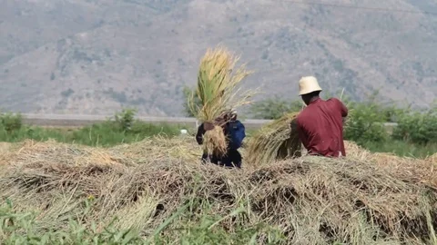 Farmers Beat Rice Shells Stock Footage 83765299