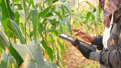 Farmers bring technology to help in agriculture Stock Footage