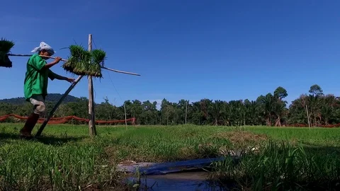 Farmers carrying rice seedlings Stock Footage 117165053