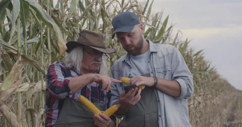 Farmers comparing corn with internet data Stock Footage 138422992