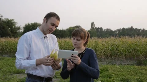 Farmers in cornfield using electronic tablet. Stock Footage 68365298