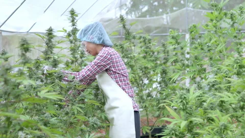 Farmers cut down growing and healthy cannabis plants on their farms. To be .. Stock Footage 336947848
