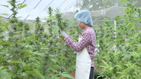Farmers cut down growing and healthy cannabis plants on their farms. To be .. Stock Footage 336947872