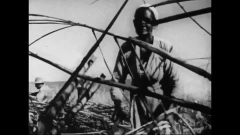 Farmers cut sugarcanes using cane knives in cane fields - 1971 Stock Footage 105740075
