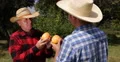 Farmers Dialogue Farmer Talk Grapefruit Harvest Men Check Fruit Orchard Teamwork 4k or 4k+ Resolution