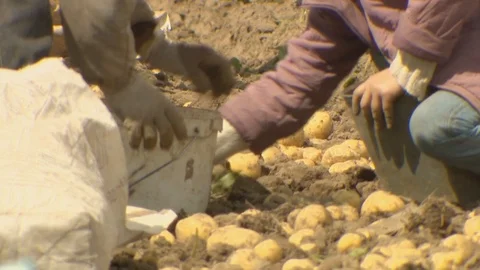 Farmers dig potatoes in their fields. Natural product without GMOs and Video stock 119697321