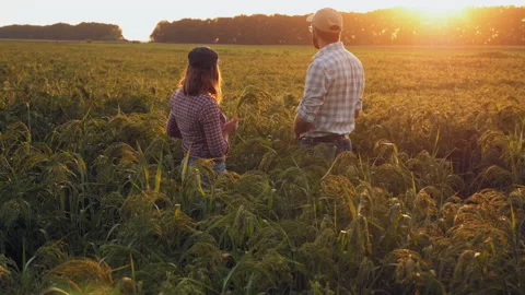 Farmers discussing while standing in the middle of the field Vidéo 136240741