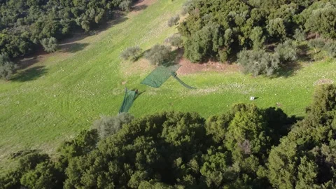 Farmers dragging large cloth nets between olive trees in ancient grove Stock Footage 344095144