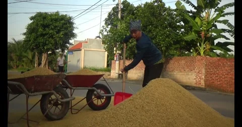 Farmers drying rice Stock Footage 311349797