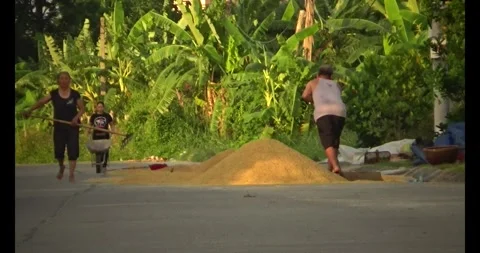 Farmers drying the rice Video stock 311350214