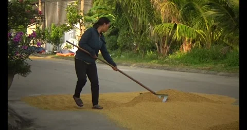 Farmers drying the rice Stock Footage 311350249