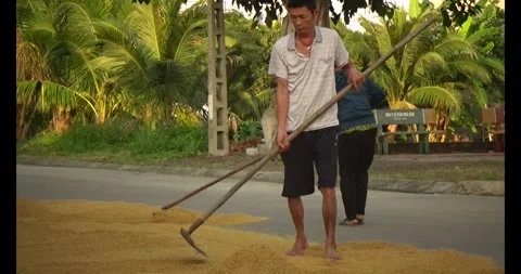 Farmers drying the rice Stock Footage 311350332