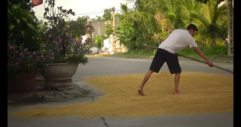 Farmers drying the rice Video stock 311350365
