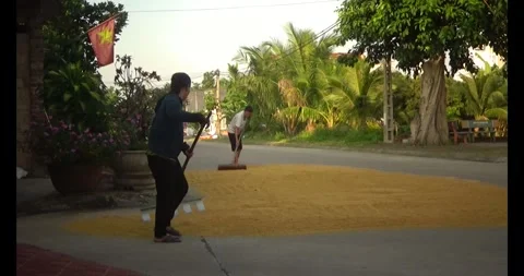 Farmers drying rice Stock Footage 311350398