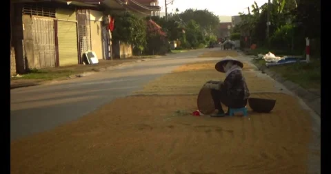 Farmers drying rice Video stock 311350431