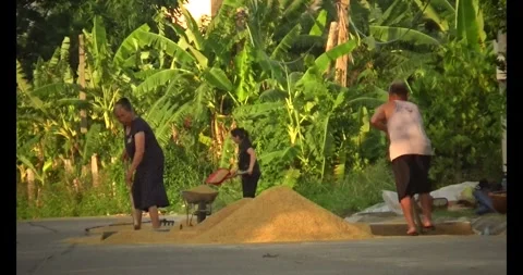 Farmers drying the rice Stock Footage 311350499