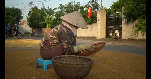 Farmers drying the rice Stock Footage 311350563