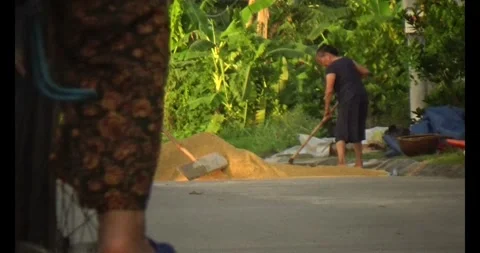 Farmers drying rice Video stock 311350681