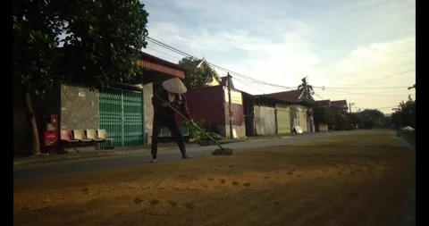 Farmers drying rice Stock Footage 311350741
