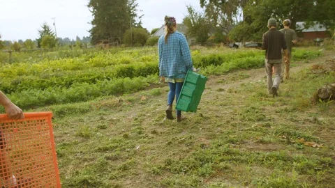 Farmers with empty crate walking in the field Stock Footage 87804926