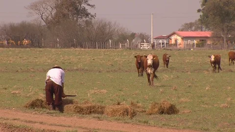 Farmers feeding the cows Stock Footage 73053154
