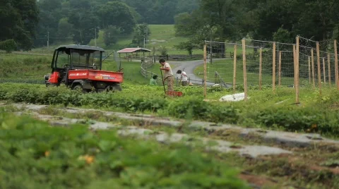 Farmers in Field 動画素材 594579