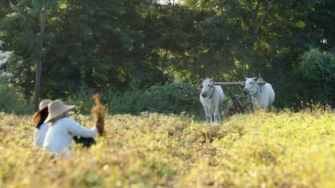 Farmers in field Stock Footage
