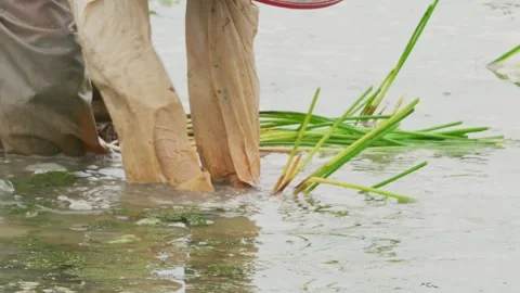 Farmers in the field Stock Footage 347487703