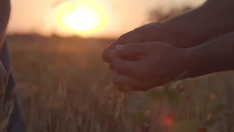 Farmers in Field at Sundown Stock Footage 128767191