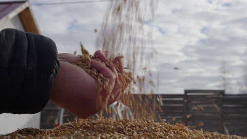 Farmer's Fodder Wheat Stock Footage 236103106