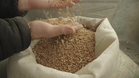 Farmer's Fodder Wheat Stock Footage 236107539