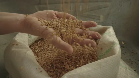 Farmer's Fodder Wheat Stock Footage 236114193