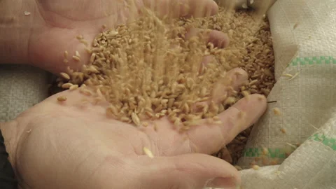 Farmer's Fodder Wheat Stock Footage 236115339