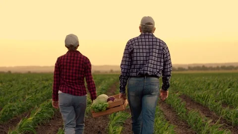 Farmers with fresh vegetables in boxes, cabbage potatoes carrots. Concept of Stock Footage 300989471