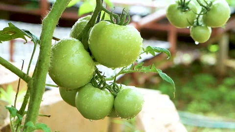 Farmers in gloves checking quality of fresh raw tomatoes growing in organic farm Stock Footage 145407210