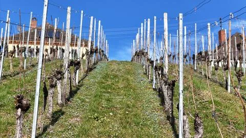 Farmers Grape Growing Fields Stock Photos