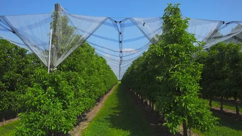 Farmers grape growing fields in sunny summer weather in Bodensee region of Stock Footage 254812836