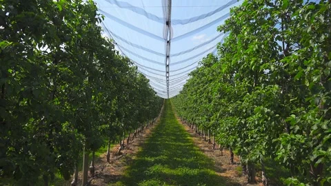Farmers grape growing fields in sunny summer weather in Bodensee region of Stock Footage 254812913