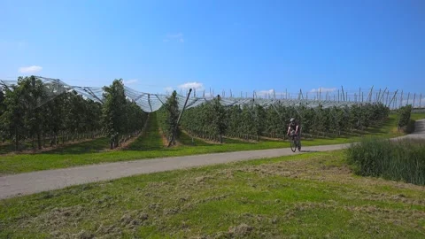 Farmers grape growing fields in sunny summer weather in Bodensee region of Stock Footage 254812933