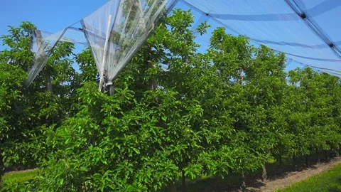 Farmers grape growing fields in sunny summer weather in Bodensee region of Stock Footage 254812979