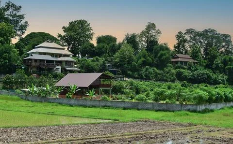 Farmers grow rice Rice fields and a wooden hut in the middle of the rice fiel Stock Photos