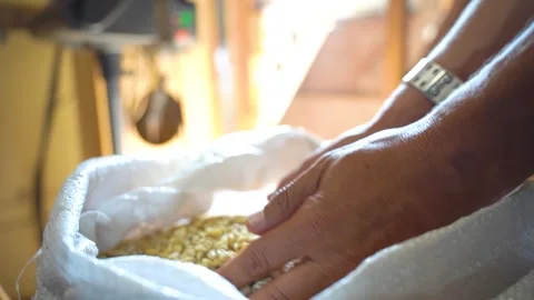A farmer's hand and corn kernels. Stockbeeldmateriaal 285641392