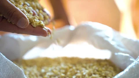 A farmer's hand and corn kernels. Stock Footage 285641405