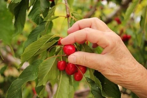 Farmer's hand checking cherry maturity before removing them from the tree Stock Photos