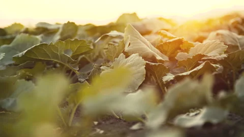 Farmer's hand checking the growing green leaves in field. 4K 스톡 동영상 102455230
