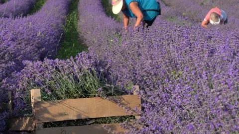 Farmers hand-cuts of lavender using harvest sickle. Lavender harvest on the Stock Footage 161857320