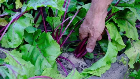 Farmers hand dragging young beetroot out of soil. Stock Footage 93314519