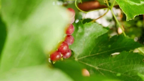 Farmer's Hand Grabs a Bunch of Red Grapes Stock Footage