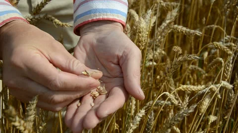 Farmers hand looking at wheat ready to harvest Stock Footage 25304440